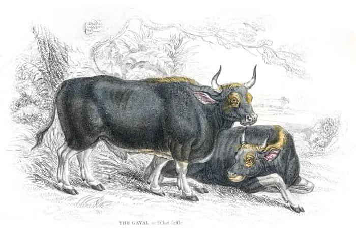 Framed Print : Silhet cattle lithograph 1884 Framed Print : Silhet cattle lithograph 1884