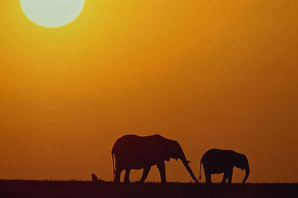 Silhouette of African elephants (Loxodanta africana) at sunset