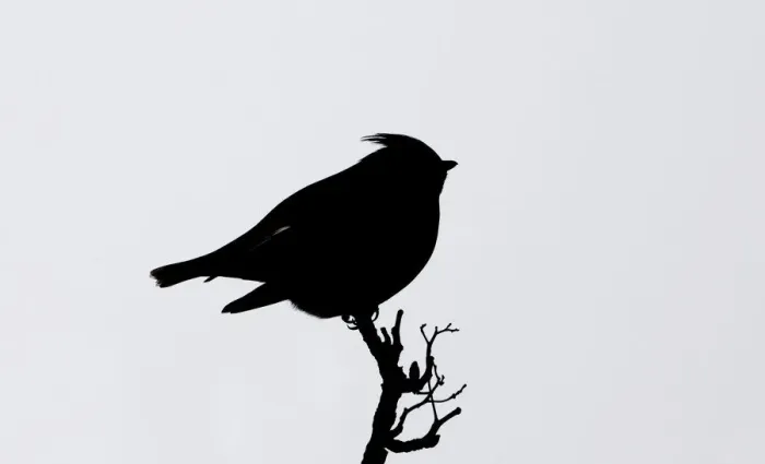 Framed Print : Silhouette of a Bohemian Waxwing -Bombycilla garrulus-, Skagway, Alaska, USA Framed Print : Silhouette of a Bohemian Waxwing -Bombycilla garrulus-, Skagway, Alaska, USA