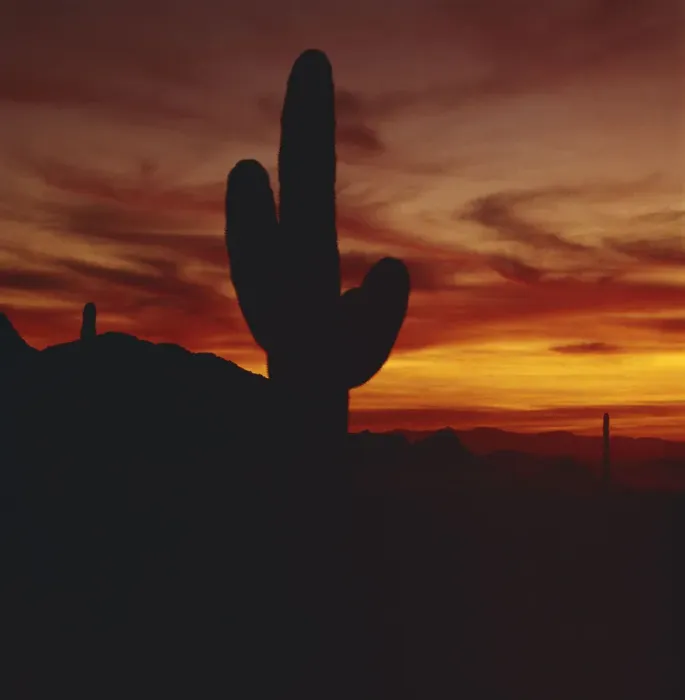 Framed Print : Silhouette of cactus Framed Print : Silhouette of cactus