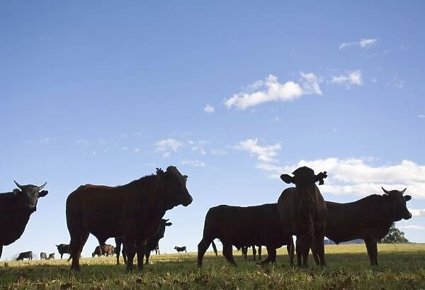 Silhouette of Cattle on Farm