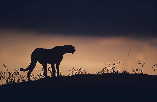 Silhouette of cheetah (Acinonyx jubatus) standing on savannah, Kenya