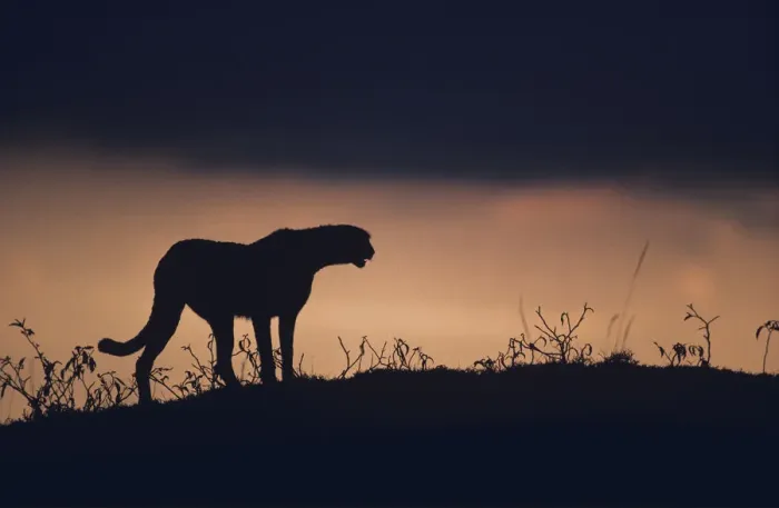 Framed Print : Silhouette of cheetah (Acinonyx jubatus) standing on savannah, Kenya Framed Print : Silhouette of cheetah (Acinonyx jubatus) standing on savannah, Kenya