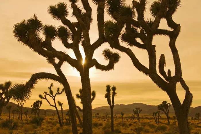 Framed Print : silhouette, desert, scenics, sunset, joshua tree, sunlight, landscape, remote, travel Framed Print : silhouette, desert, scenics, sunset, joshua tree, sunlight, landscape, remote, travel