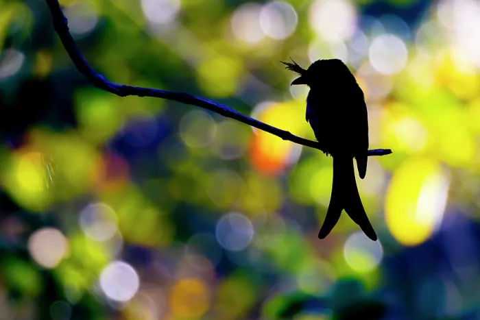 Framed Print : Silhouette of a Drongo at Dusk Framed Print : Silhouette of a Drongo at Dusk
