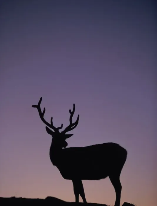 Framed Print : Silhouette of Elk, Rocky Mountain National Park Framed Print : Silhouette of Elk, Rocky Mountain National Park