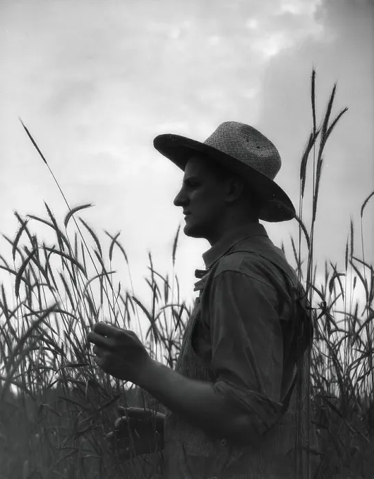 Framed Print : Silhouette of farmer wearing straw hat in middle of wheat field Framed Print : Silhouette of farmer wearing straw hat in middle of wheat field