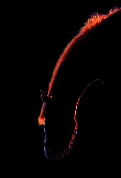 Horse. Silhouette of horse against black background