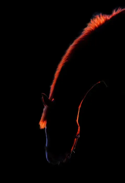 Framed Print : Horse. Silhouette of horse against black background Framed Print : Horse. Silhouette of horse against black background