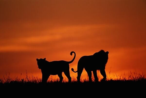 Silhouette of two lions walking on savannah, dawn