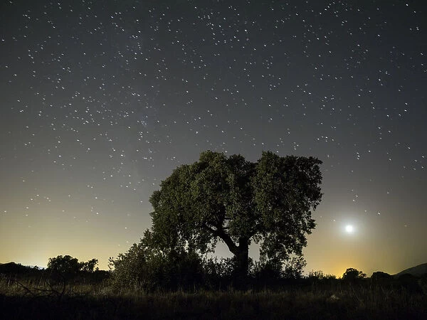 Silhouette of a lone holm oak tree in the mountains, a night of blue sky with full moon and stars