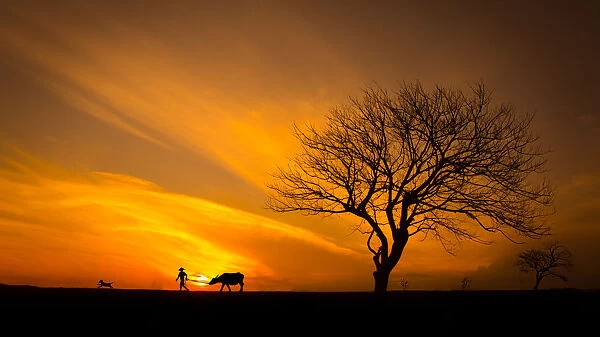 Silhouette Man with Buffalo near big tree, sunset