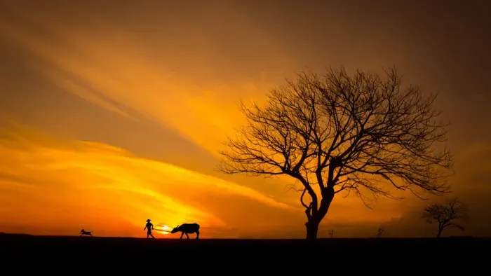 Framed Print : Silhouette Man with Buffalo near big tree, sunset