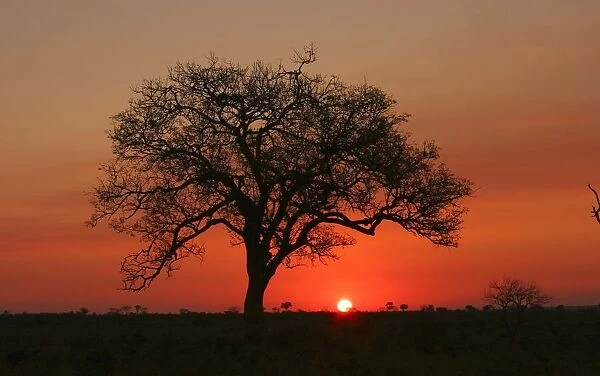 Silhouette of a Marula Tree at Sunset. Kruger National Park, Limpopo Province, South Africa