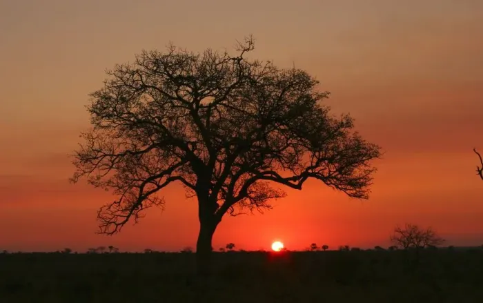 Framed Print : Silhouette of a Marula Tree at Sunset. Kruger National Park, Limpopo Province, South Africa Framed Print : Silhouette of a Marula Tree at Sunset. Kruger National Park, Limpopo Province, South Africa