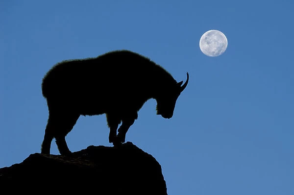 silhouette, mountain goat, night, moon