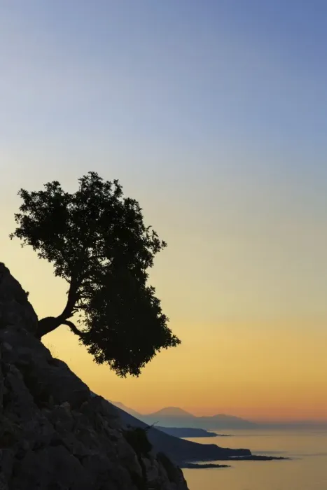 Framed Print : Silhouette of an olive tree growing on a slope next to the sea, Loutro, Chania, Crete, Greece Framed Print : Silhouette of an olive tree growing on a slope next to the sea, Loutro, Chania, Crete, Greece