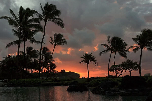 Silhouette of palm trees against sunset sky, Kauai, Hawaii, USA