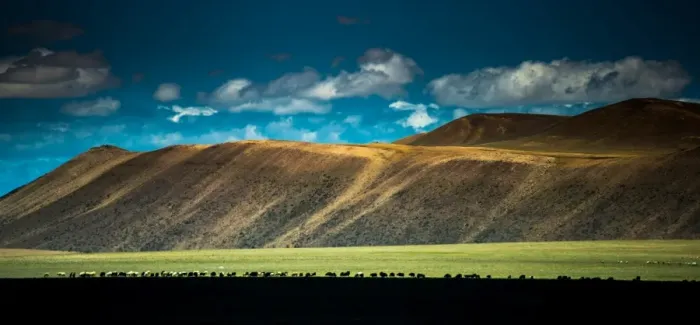 Framed Print : Silhouette sheep herd and Tibetan plateau Framed Print : Silhouette sheep herd and Tibetan plateau