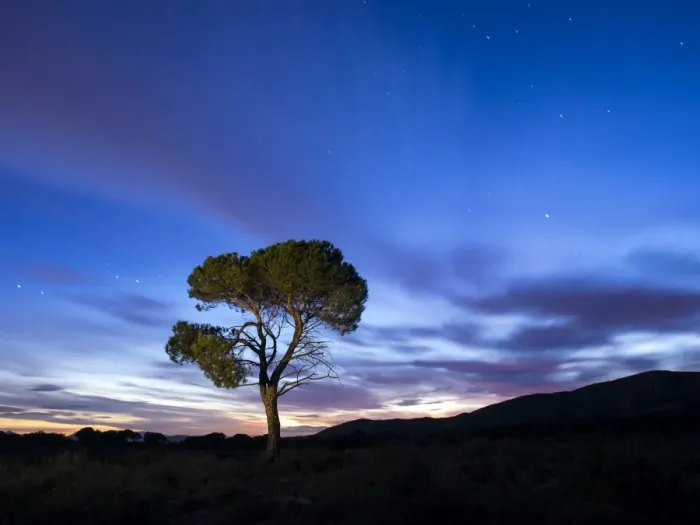 Framed Print : Silhouette of a solitary tree on the top of a mountain with crepuscular light Framed Print : Silhouette of a solitary tree on the top of a mountain with crepuscular light