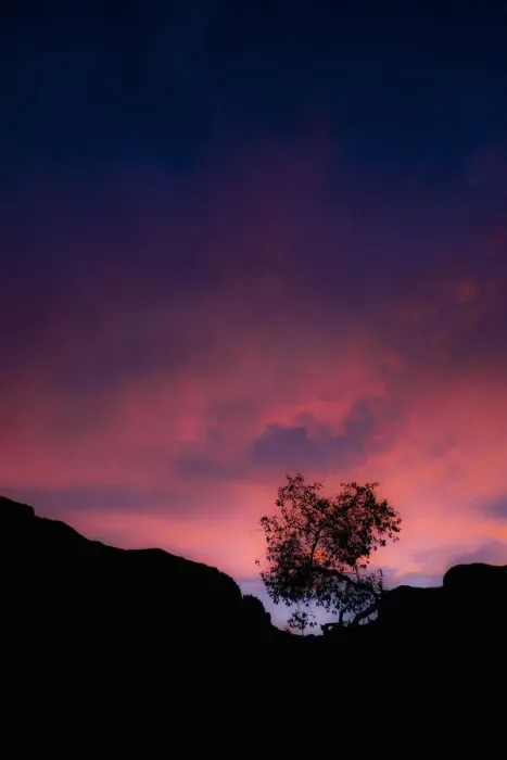 Framed Print : Silhouette of tree at sunset, Fish River Canyon, Ai-Ais Richtersveld Transfrontier Park, Karas Region, Namibia Framed Print : Silhouette of tree at sunset, Fish River Canyon, Ai-Ais Richtersveld Transfrontier Park, Karas Region, Namibia