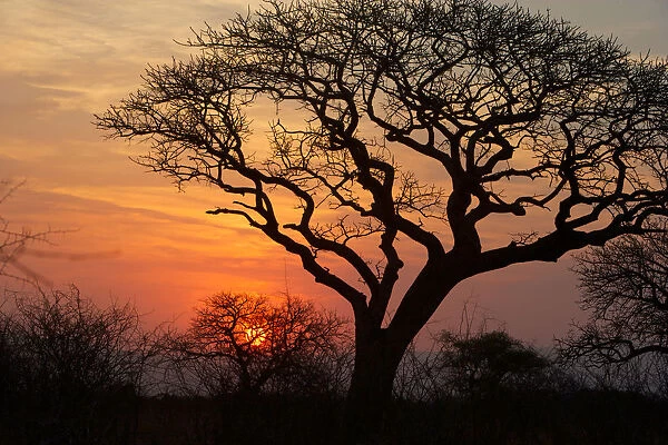 A silhouette of a tree at sunset. Isimangaliso, Kwazulu-Natal, South Africa