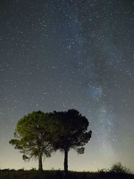 Silhouette of two trees and the milky way