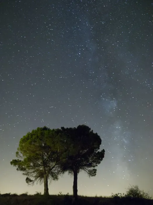 Framed Print : Silhouette of two trees and the milky way Framed Print : Silhouette of two trees and the milky way
