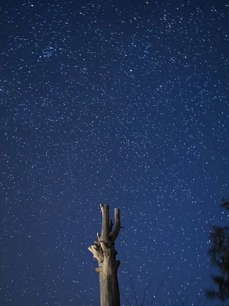 Silhouette of the trunk of a nake tree on a blue sky starred in the night