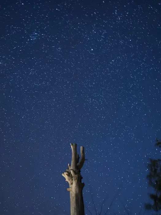 Framed Print : Silhouette of the trunk of a nake tree on a blue sky starred in the night Framed Print : Silhouette of the trunk of a nake tree on a blue sky starred in the night
