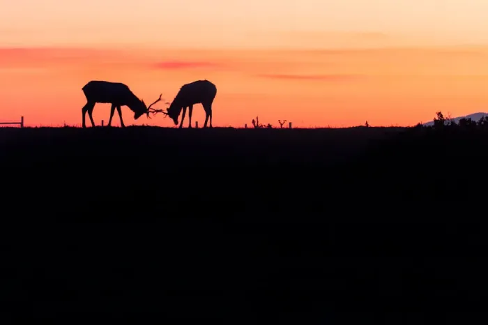 Framed Print : Silhouette of Tule Elk Framed Print : Silhouette of Tule Elk