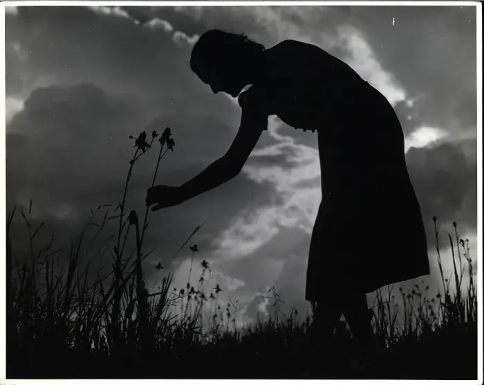 Framed Print : Silhouette of Woman Picking Flowers Framed Print : Silhouette of Woman Picking Flowers
