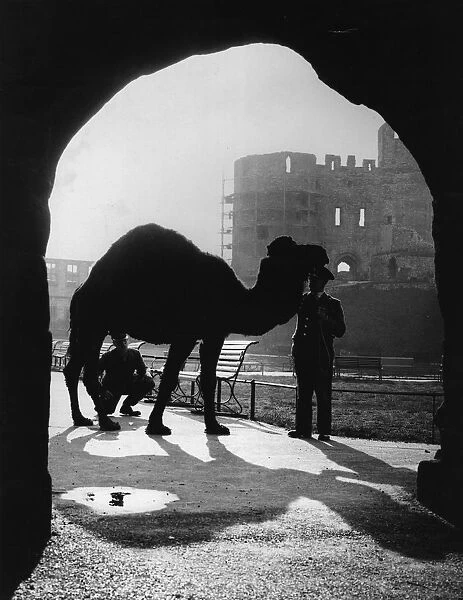 Silhouetted Camel