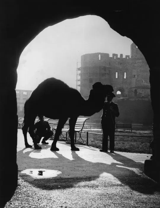 Framed Print : Silhouetted Camel Framed Print : Silhouetted Camel