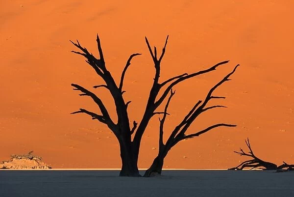 Silhouetted dead Acacia tree with red sand dunes at Dead Vlei, Namibia