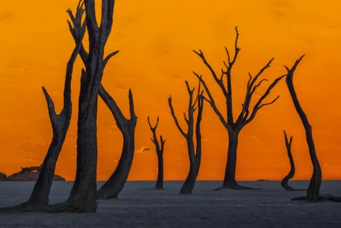 Framed Print : Silhouetted dead Acacia tree with sand dunes at Dead Vlei, Namibia
