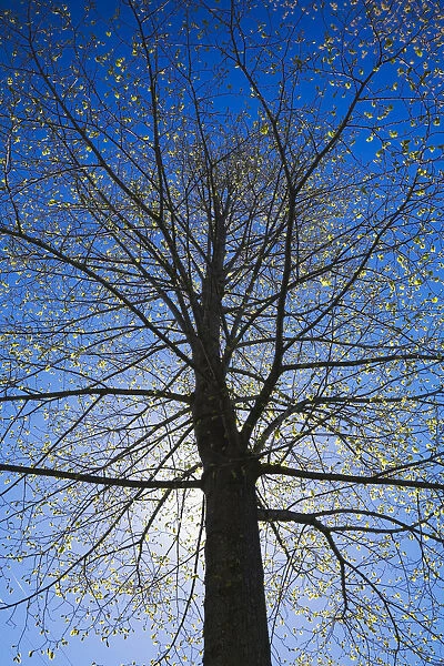 A silhouetted deciduous tree with emerging buds against a blue sky in spring, Lanaudiere, Quebec, Canada