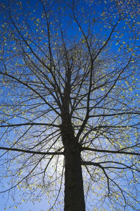 Framed Print : A silhouetted deciduous tree with emerging buds against a blue sky in spring, Lanaudiere, Quebec, Canada Framed Print : A silhouetted deciduous tree with emerging buds against a blue sky in spring, Lanaudiere, Quebec, Canada