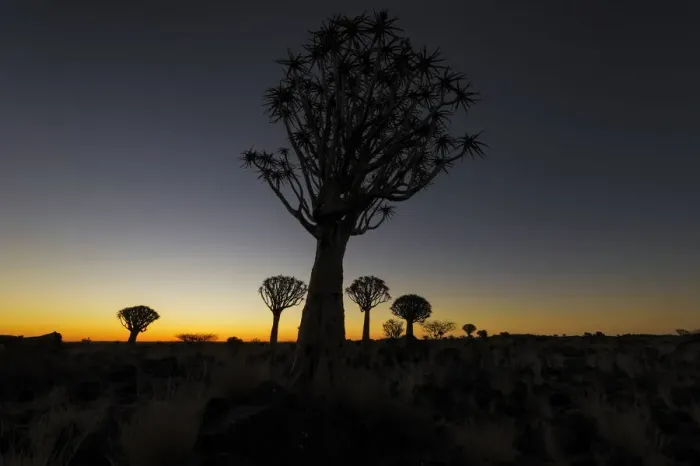 Framed Print : Silhouetted Quiver Tree Forest at Dusk, Keetmanshoop, Namibia Framed Print : Silhouetted Quiver Tree Forest at Dusk, Keetmanshoop, Namibia