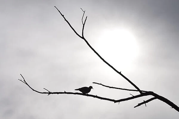 Silhouetted Ring-necked dove on branch against overcast grey sky, Pilanesberg National Park, South Africa