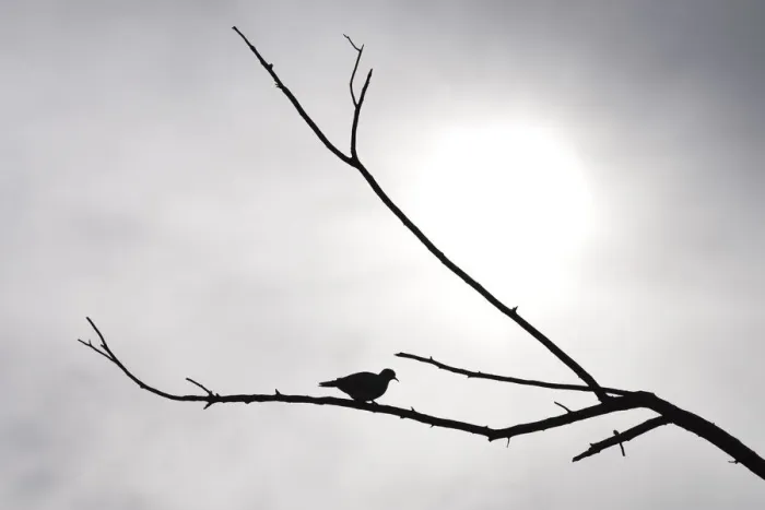 Framed Print : Silhouetted Ring-necked dove on branch against overcast grey sky, Pilanesberg National Park, South Africa Framed Print : Silhouetted Ring-necked dove on branch against overcast grey sky, Pilanesberg National Park, South Africa