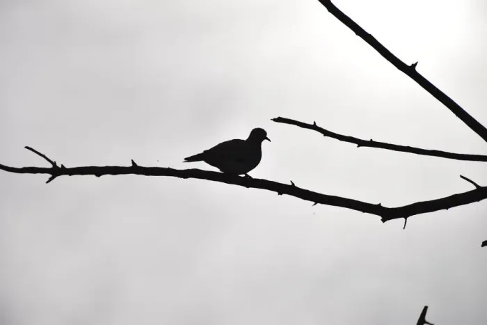 Framed Print : Silhouetted Ring-necked dove on branch against overcast grey sky, Pilanesberg National Park, South Africa Framed Print : Silhouetted Ring-necked dove on branch against overcast grey sky, Pilanesberg National Park, South Africa