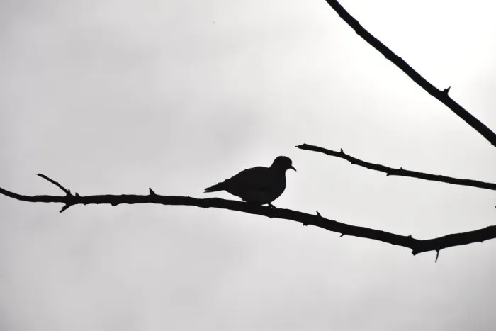 Framed Print : Silhouetted Ring-necked dove on branch against overcast grey sky, Pilanesberg National Park, South Africa