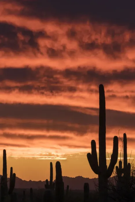 Framed Print : Silhouetted Saguaro cactus (Carnegiea gigantea) against sunset sky, Arizona, USA Framed Print : Silhouetted Saguaro cactus (Carnegiea gigantea) against sunset sky, Arizona, USA