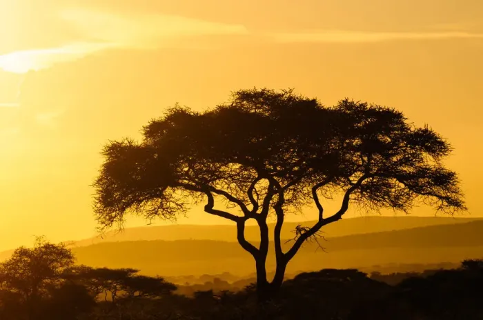 Framed Print : Silhouetted Tree