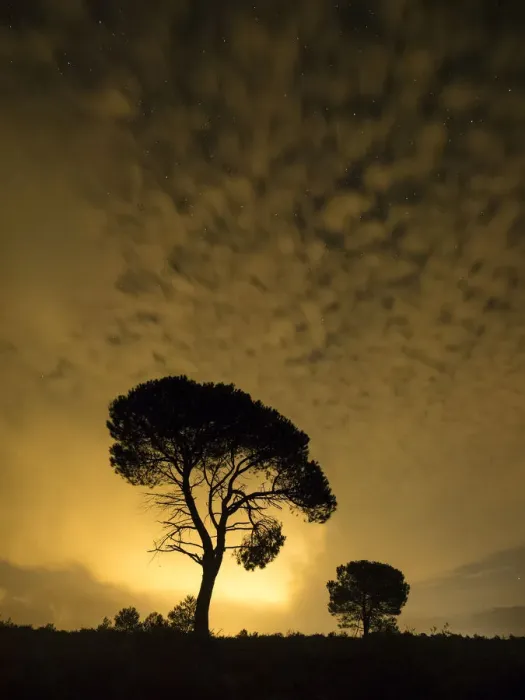Framed Print : Silhouettes of two pines one night with hazes Framed Print : Silhouettes of two pines one night with hazes