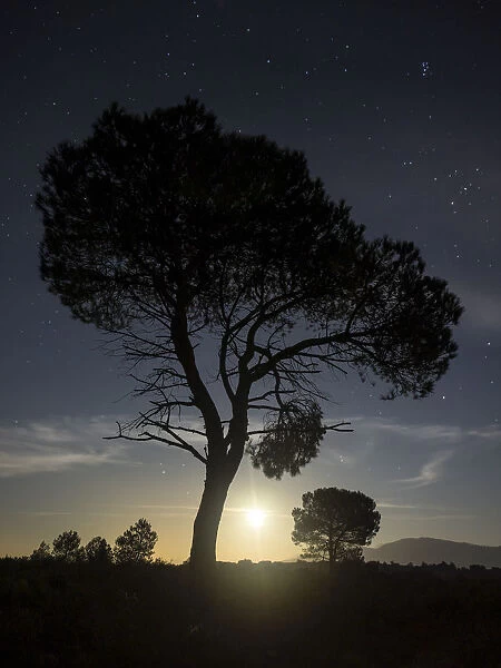 Silhouettes of two trees on the mountain with full moon