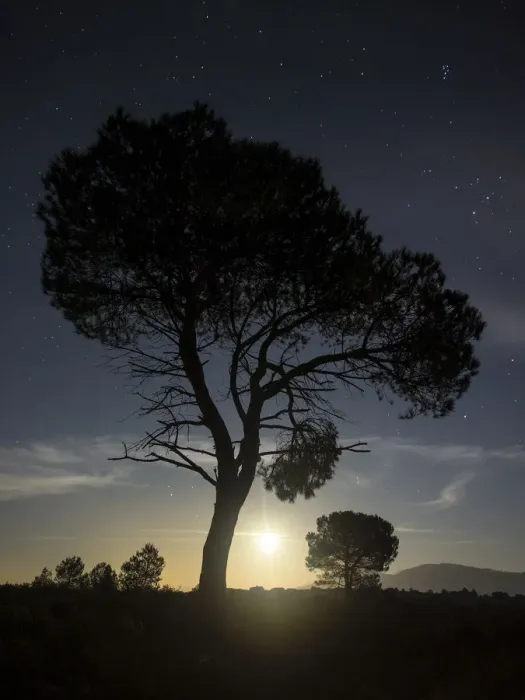 Framed Print : Silhouettes of two trees on the mountain with full moon Framed Print : Silhouettes of two trees on the mountain with full moon