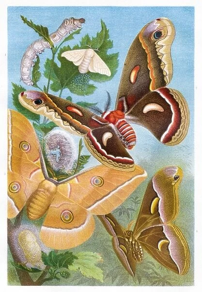 Silk butterflies Chromolithograph 1884
