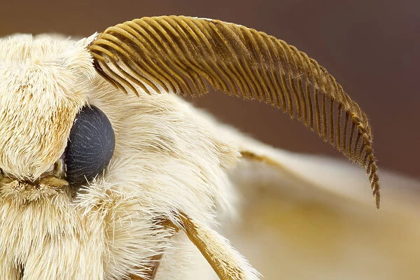 Silk moth head